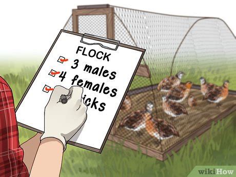 How to Build a Quail Habitat (with Pictures) - wikiHow