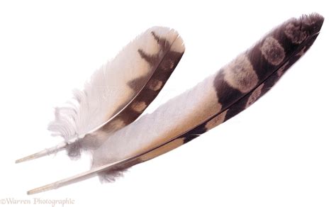 Short-eared Owl feathers photo WP05104