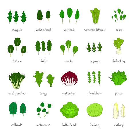 Types Of Lettuce Different Varieties Of Lettuce