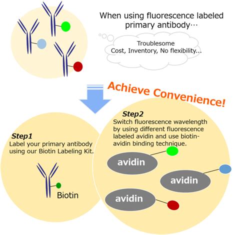 Antibody / Protein Labeling Biotin Labeling Kit - NH 2 DOJINDO