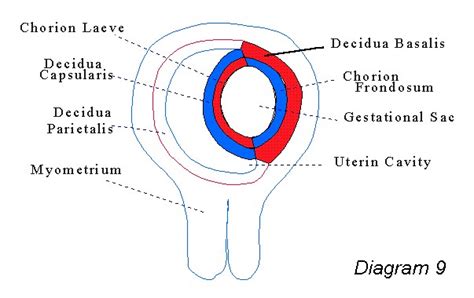 Decidua