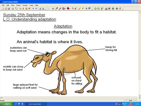 Mr Howe's Class: Topic: adaptation