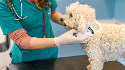 Microchip Cost For Dogs – 2024 Guide – Forbes Advisor