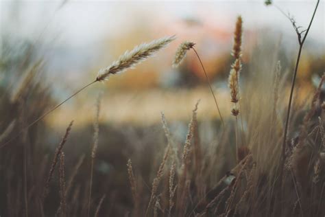 Free Images : nature, branch, field, barley, wheat, grain, prairie, sunlight, morning, flower ...