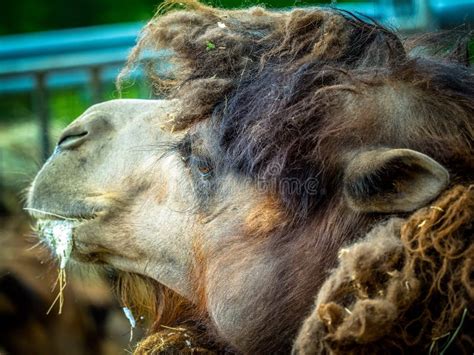 Camels and dromedaries stock photo. Image of arab, exotic - 138196006