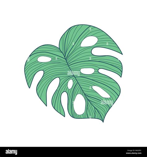 Big Cordate Tropical Leaf Hand Drawn Illustration Stock Vector Image ...