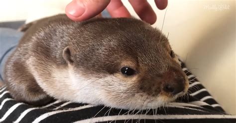 Adorable Otter Wakes Up And Squeaks A Good Morning In The Cutest Way Ever – Madly Odd!