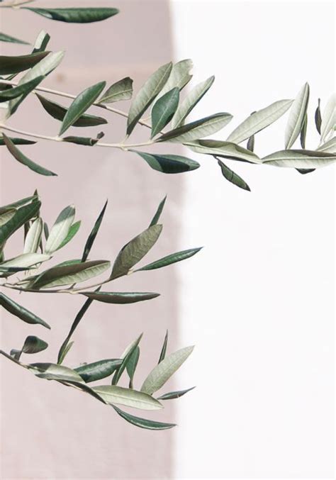 These are olive leaves. It's really the olive oil that I use in skincare, which comes from the ...