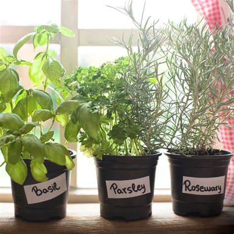 What Herbs Grow Indoors In Winter? - Garden for Beginners