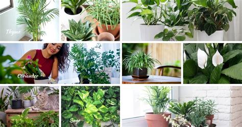 The BEST Air Purifying Houseplants in 2021 | Top Indoor Plants for Home ...