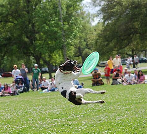 Pictures of Dogs Playing Frisbee