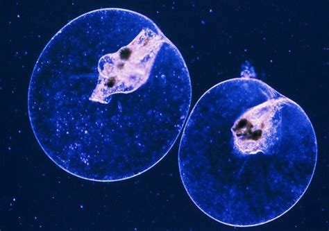 Buzz's Marine Life of Puget Sound: Plankton - Drifters of the Sea