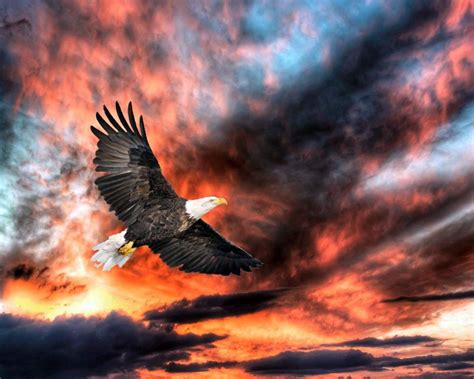 Sunset Eagle Wallpapers - Top Free Sunset Eagle Backgrounds ...