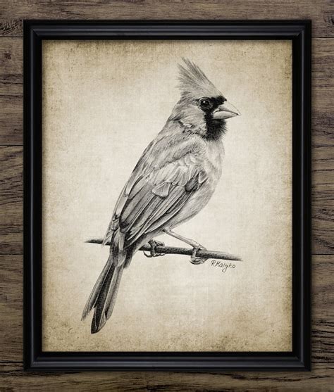 Cardinal Bird Pencil Drawing Printable Cardinal Bird Art | Etsy