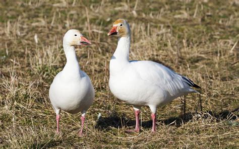 Snow Goose - Species Profile, Photos & Facts - 101 Animals