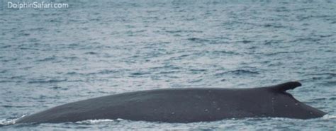 Flue Whale: Rare Blue-Fin Whale Hybrid Sighted Off Dana Point, CA