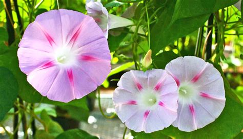 Morning glory flowers grew larger over a decade - Futurity