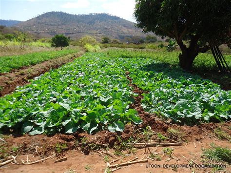 Sand dams for climate resilience and food security in arid and semi ...