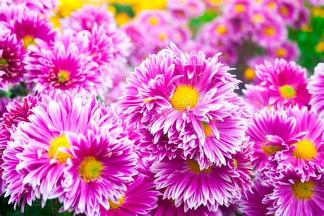 Beautiful Pink Chrysanthemum As Background Picture. Chrysanthemum Wallpaper, Chrysanthemums in ...