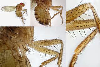 Drosophila (Drosophila) immigrans | Found on the same rotten… | Flickr