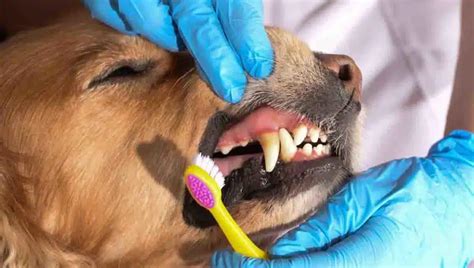 Dog Teeth Cleaning | 5 Tips for A Healthy Smile - Allforpets.lk