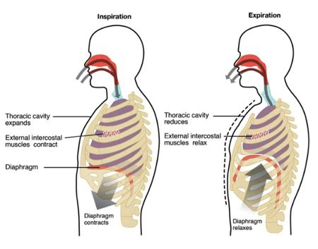 Name and describe the location and actions of the muscles typically used in breathing ...