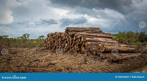 Tropical Rainforest Deforestation Stock Image - Image of logging, listed: 69643669