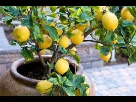 Dwarf Fruit Trees Zone 9 | Fruit Trees