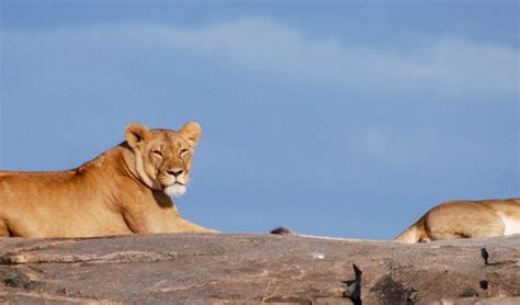 Suspected poisoning takes down 11 lions in Uganda park