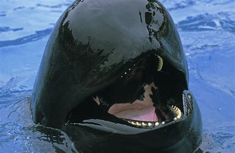 Pilot Whales: Habitat, Predators, Diet, and More! - A-Z Animals