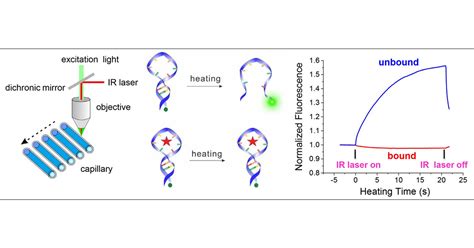 Sensitive Microscale Thermophoresis Assay Using Aptamer Thermal Switch ...