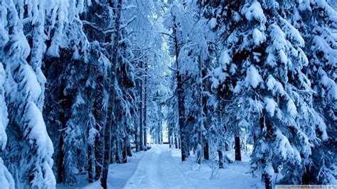 Snow Forest HD Wallpapers - Top Free Snow Forest HD Backgrounds - WallpaperAccess