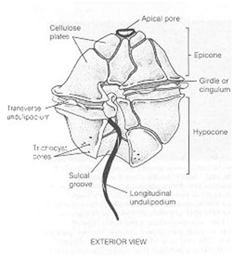 Dinoflagellates Structure