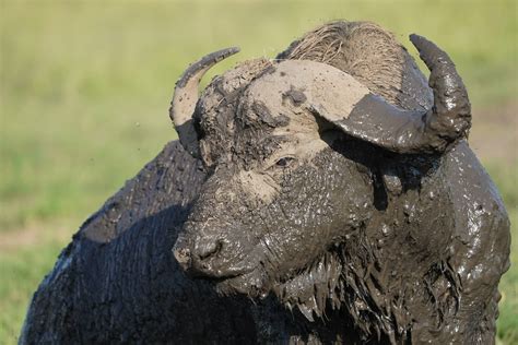 The African Buffalo. Discover Africa's Legendary Untamed Beast facts.