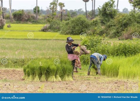 Women Working in Rice Field Editorial Stock Photo - Image of farming, crop: 78584958