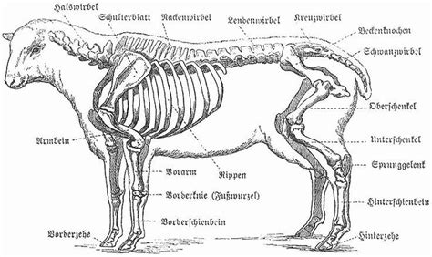 sheep anatomy - Google Search | Anatomy Reference | Pinterest | Anatomy, Animal anatomy and ...