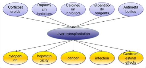 Common classes of immunosuppressive drugs in liver transplantation and ...