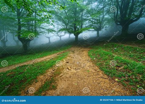 Path in foggy forest stock photo. Image of green, spring - 55247166