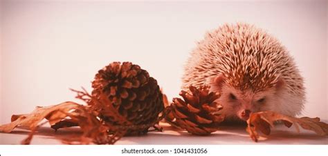 659 Porcupine Winter Images, Stock Photos & Vectors | Shutterstock