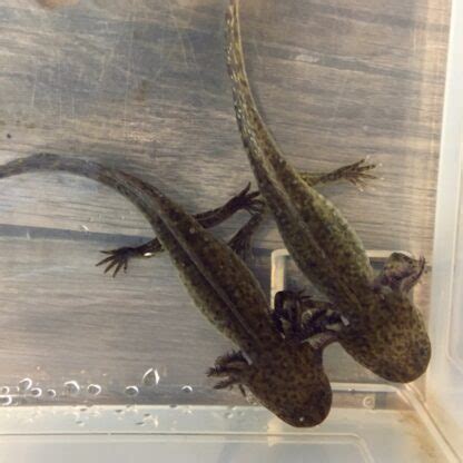 Axolotl Genetics, Part 1: Color Pigments – Water Critters