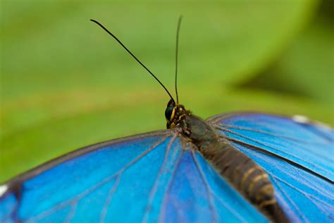 Morpho Butterfly Free Stock Photo - Public Domain Pictures