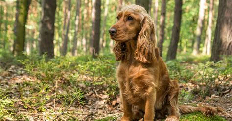 Are Cocker Spaniels Hypoallergenic Dogs? - DogVills