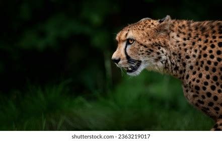 Gepard Eyes Stock Photos and Pictures - 265 Images | Shutterstock