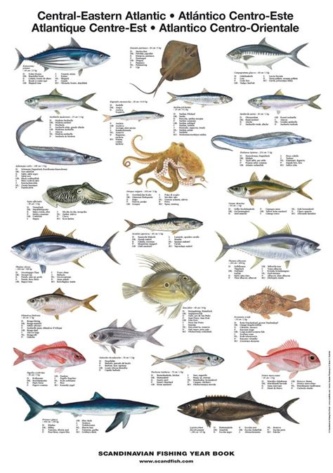 Central Eastern Atlantic Fish Poster The Central-Eastern Atlantic Fish Poster is a medium-sized ...