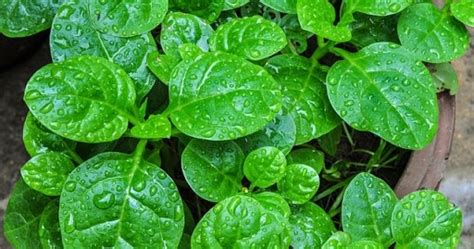 Malabar Spinach - 9 Health Benefits & Home Remedies | Beauty and Personal Grooming