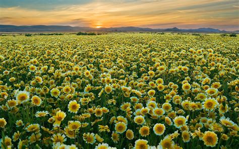 Flower Field Wallpapers | Best Wallpapers