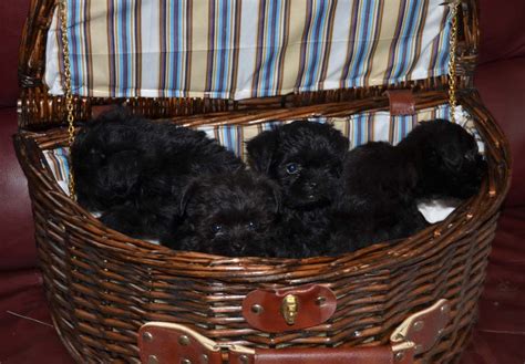 Affenpinscher Puppies For Sale - AKC PuppyFinder