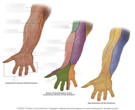 Dermatomes Cutaneous Nerve Distribution Of Anterior Forearm Diagram | My XXX Hot Girl