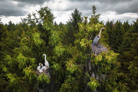 Image of herons nesting high in the treetops wins drone photo award | New Scientist