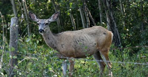 CWD Deer Symptoms (how to tell if a deer has Chronic Wasting Disease)